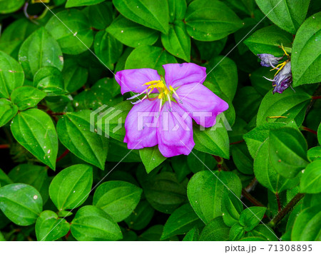 beautiful purple flower in leaf background beautiful purple flower in leaf background 71308895