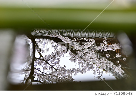 上御靈神社（御靈神社）　桜 71309048