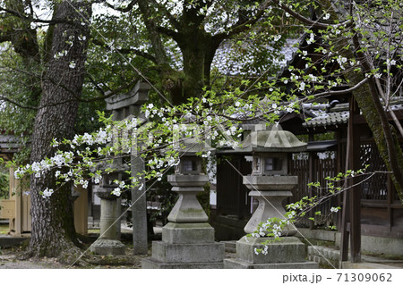 上御靈神社(御靈神社) 桜 上御靈神社(御靈神社) 桜 71309062