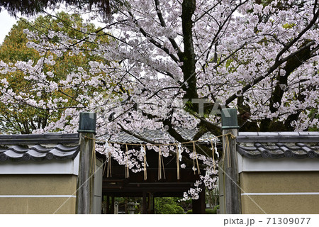 上御靈神社(御靈神社) 桜 上御靈神社(御靈神社) 桜 71309077