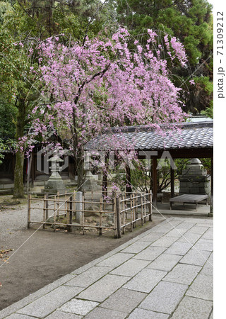 上御靈神社(御靈神社) 紅枝垂れ糸桜 上御靈神社(御靈神社) 紅枝垂れ糸桜 71309212