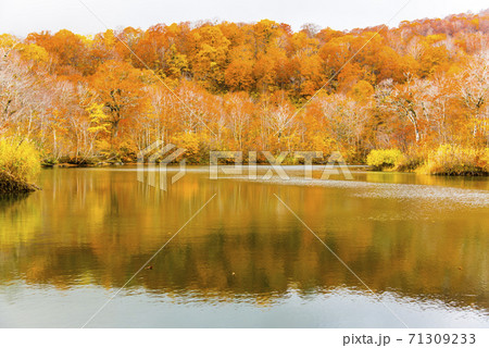 雨飾高原の鎌池の紅葉 雨飾高原の鎌池の紅葉 71309233