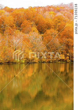 雨飾高原の鎌池の紅葉 71309238