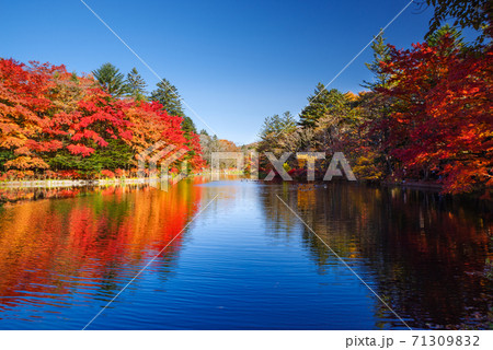長野県軽井沢町・雲場池に写り込む紅葉【長野県】 長野県軽井沢町・雲場池に写り込む紅葉【長野県】 71309832