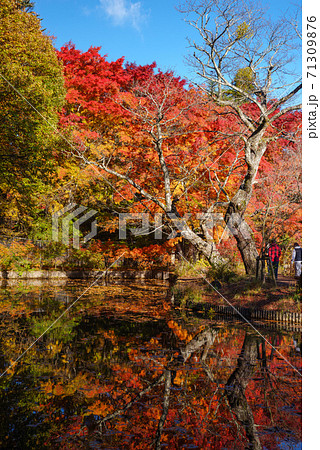 長野県軽井沢町・雲場池に写り込む紅葉【長野県】 71309876