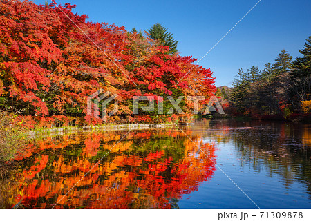 長野県軽井沢町・雲場池に写り込む紅葉【長野県】 71309878