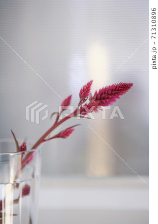 フラワーイメージ 71310896