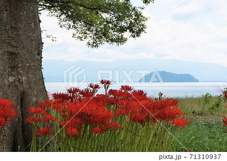琵琶湖湖畔　竹生島と彼岸花 71310937
