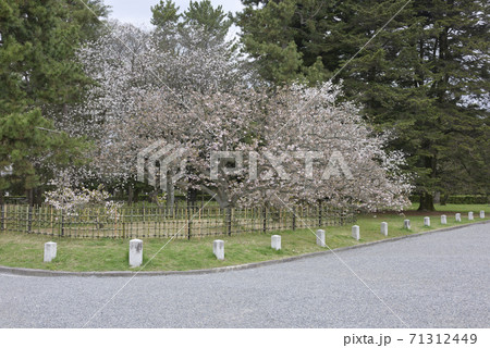 京都御苑　御所御車返桜 71312449