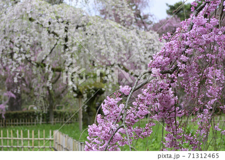 京都御苑 近衛邸跡 紅枝垂れ桜 京都御苑 近衛邸跡 紅枝垂れ桜 71312465