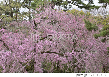 京都御苑　近衛邸跡　紅枝垂れ桜 71312495