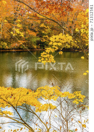 鎌池の紅葉 鎌池の紅葉 71312561