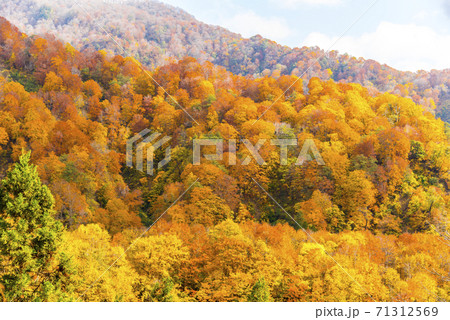 雨飾高原の紅葉 71312569