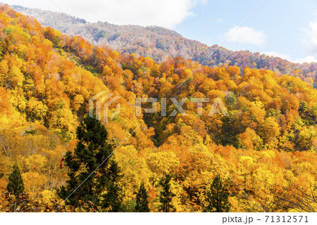 雨飾高原の紅葉 71312571