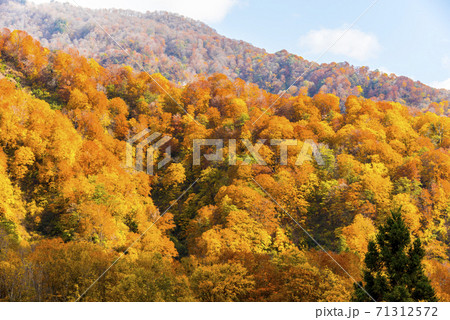 雨飾高原の紅葉 雨飾高原の紅葉 71312572
