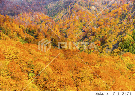 雨飾高原の紅葉 71312573