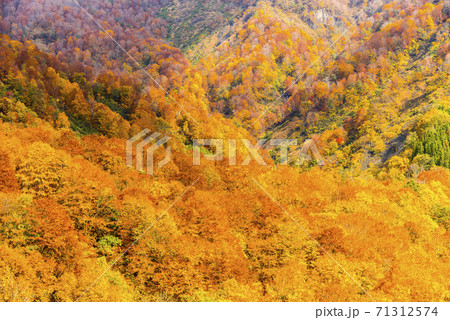 雨飾高原の紅葉 71312574