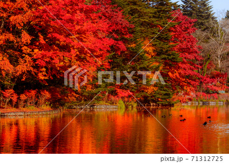 長野県軽井沢町・雲場池の紅葉のリフレクション 71312725