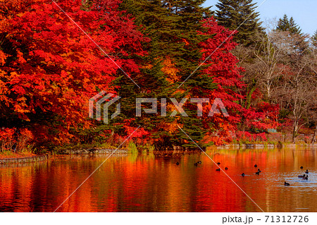 長野県軽井沢町・雲場池の紅葉のリフレクション 71312726