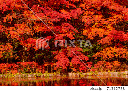 長野県軽井沢町・雲場池の紅葉のリフレクション 71312728