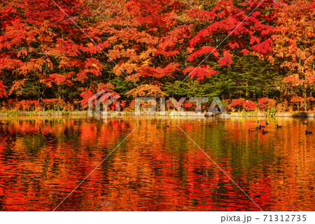 長野県軽井沢町・雲場池の紅葉のリフレクション 71312735