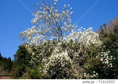 里山に咲く白モクレン　【相模原市津久井　4月】 71312937