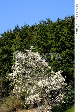 青空と檜林と白モクレン　【相模原市津久井　4月】 71312939