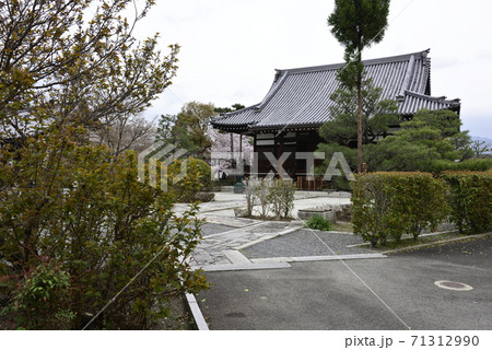 阿弥陀寺　桜 71312990