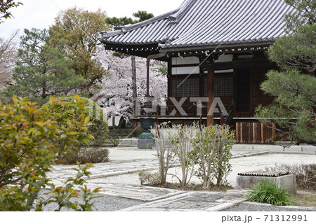 阿弥陀寺　桜 71312991