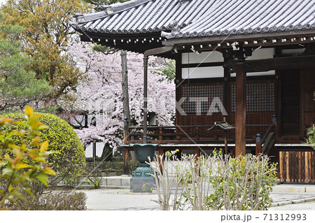 阿弥陀寺　桜 71312993