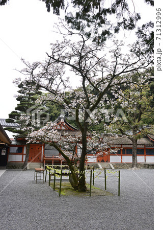 吉田神社 開運桜 吉田神社 開運桜 71312996
