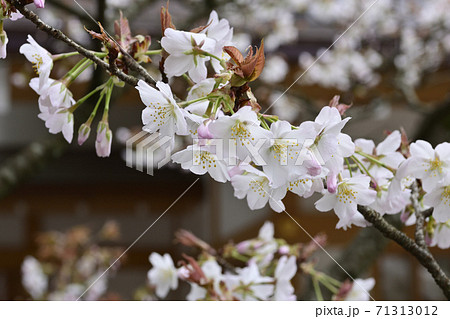 吉田神社 開運桜 吉田神社 開運桜 71313012