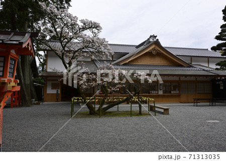吉田神社 開運桜 吉田神社 開運桜 71313035