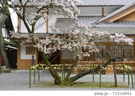 吉田神社 開運桜 吉田神社 開運桜 71313041