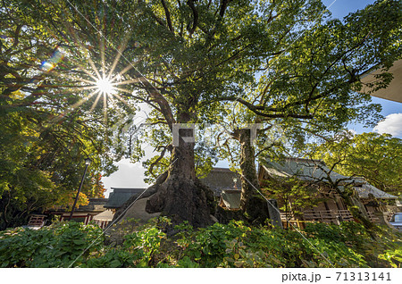 太宰府天満宮　夫婦楠 71313141