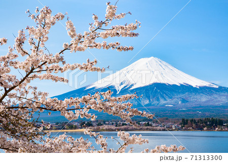 富士山と満開の桜と河口湖（山梨県南都留郡富士河口湖町）2020年4月の写真素材 [71313300] - PIXTA