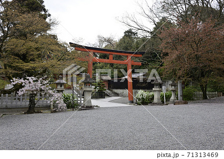 斎場所大元宮 桜 斎場所大元宮 桜 71313469