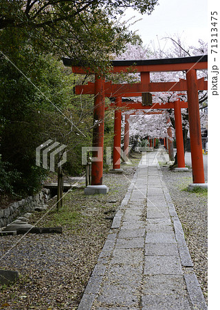 吉田神社 末社 竹中稲荷社 桜 吉田神社 末社 竹中稲荷社 桜 71313475