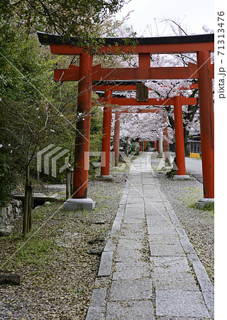 吉田神社 末社 竹中稲荷社 桜 吉田神社 末社 竹中稲荷社 桜 71313476