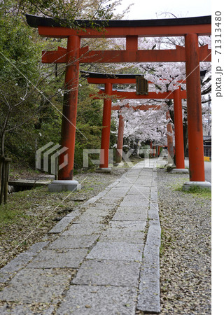 吉田神社 末社 竹中稲荷社 桜 吉田神社 末社 竹中稲荷社 桜 71313480