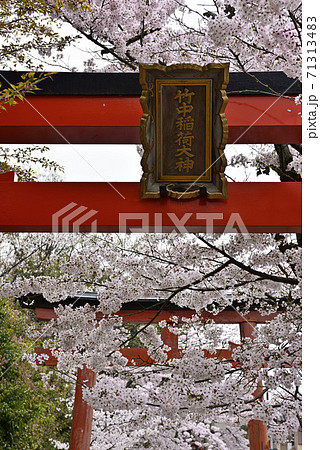 吉田神社　末社　竹中稲荷社　桜 71313483