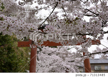 吉田神社 末社 竹中稲荷社 桜 吉田神社 末社 竹中稲荷社 桜 71313485