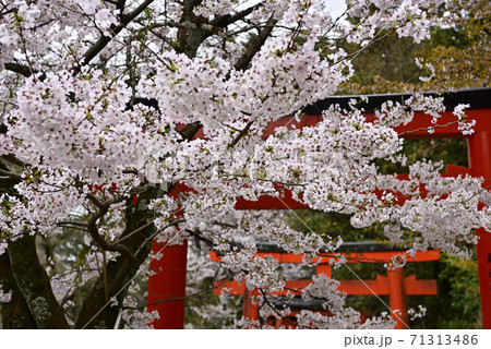 吉田神社 末社 竹中稲荷社 桜 吉田神社 末社 竹中稲荷社 桜 71313486