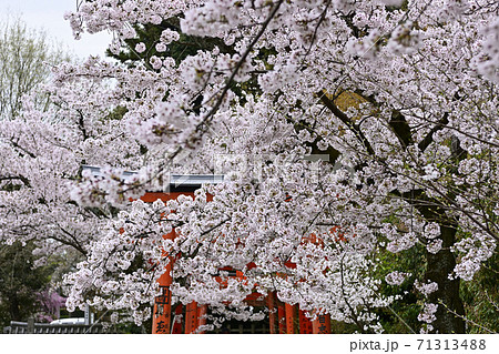 吉田神社 末社 竹中稲荷社 桜 吉田神社 末社 竹中稲荷社 桜 71313488