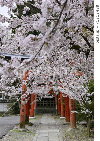吉田神社 末社 竹中稲荷社 桜 吉田神社 末社 竹中稲荷社 桜 71313489