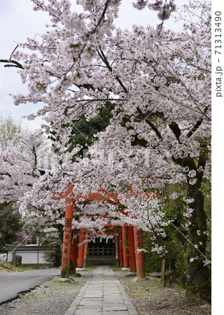 吉田神社 末社 竹中稲荷社 桜 吉田神社 末社 竹中稲荷社 桜 71313490