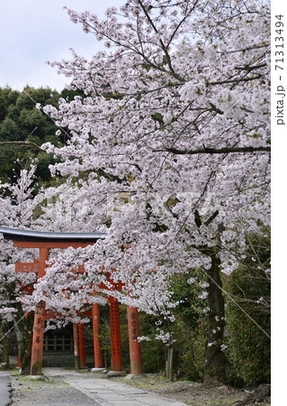 吉田神社 末社 竹中稲荷社 桜 吉田神社 末社 竹中稲荷社 桜 71313494