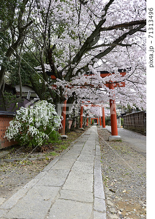 吉田神社 末社 竹中稲荷社 桜 吉田神社 末社 竹中稲荷社 桜 71313496
