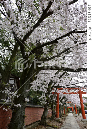 吉田神社 末社 竹中稲荷社 桜 吉田神社 末社 竹中稲荷社 桜 71313497