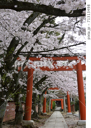 吉田神社 末社 竹中稲荷社 桜 吉田神社 末社 竹中稲荷社 桜 71313498